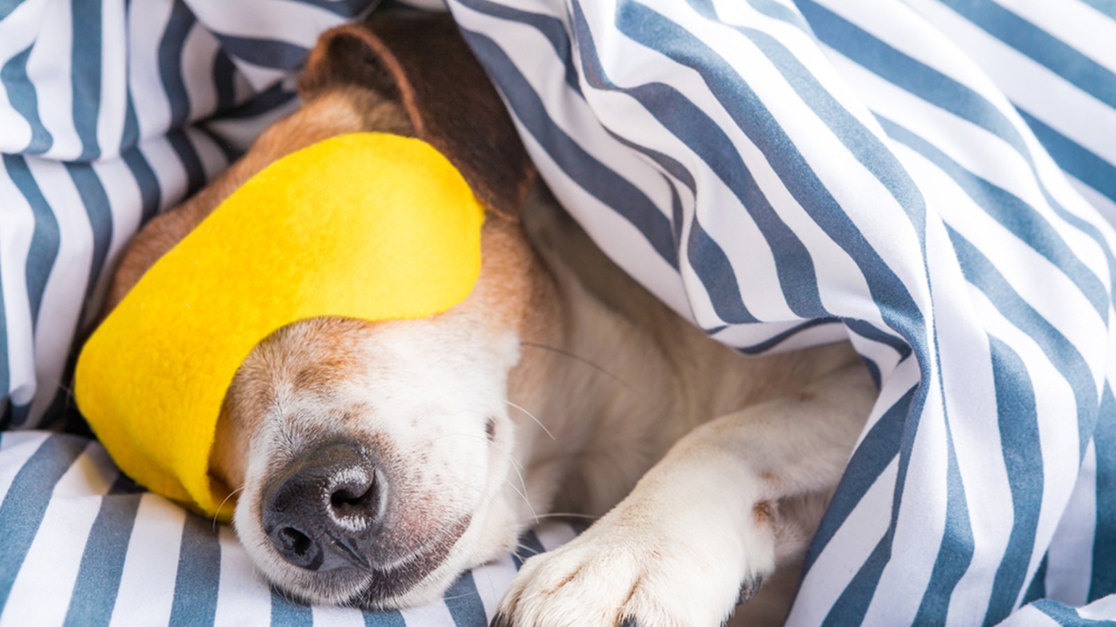 Dog with an Eye Mask on under a duvet