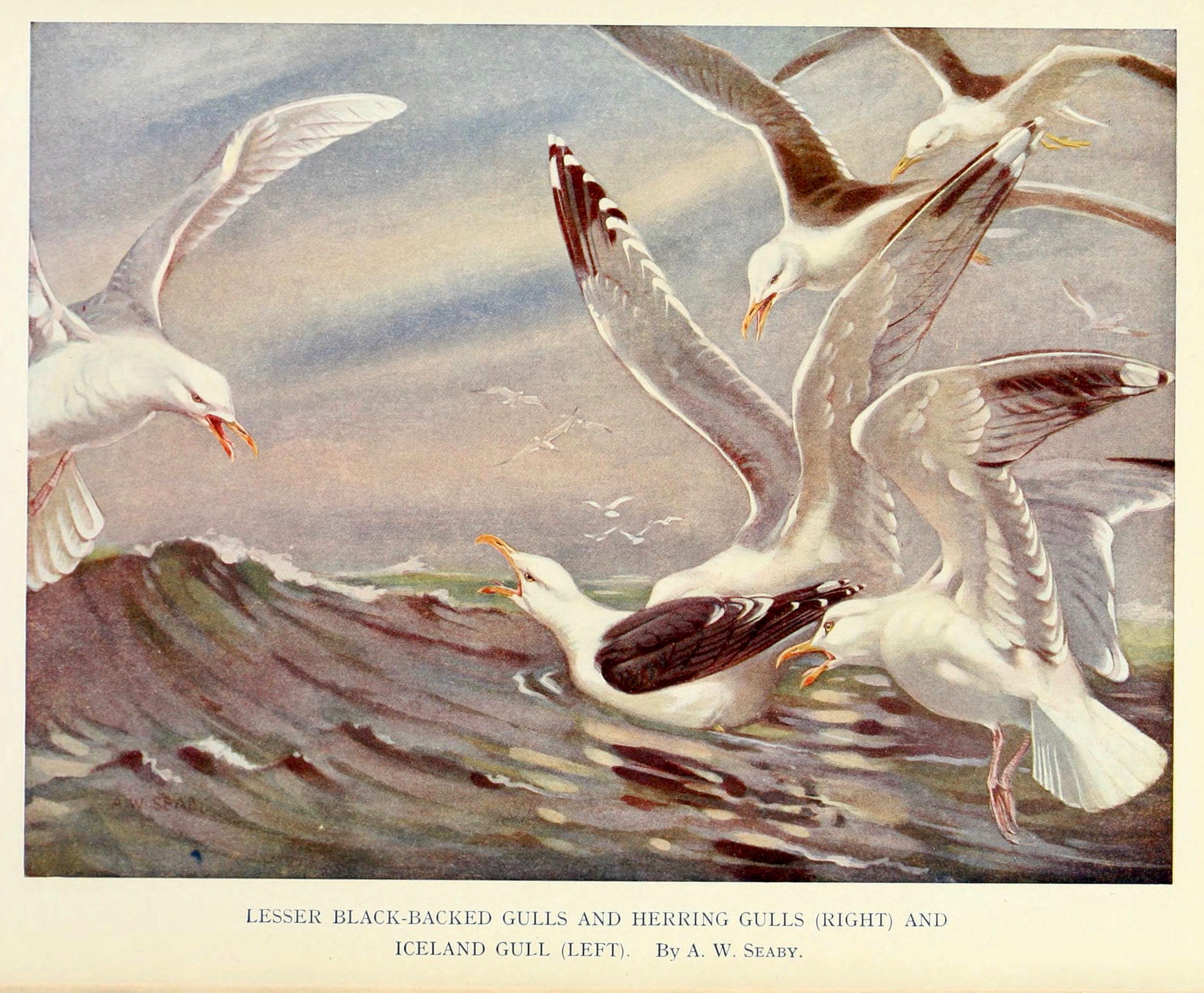 ‘Allen William Seaby [1867-1953] Is best known as an ornithological painter and printmaker, and Professor of Fine Art at the University of Reading. He was the author of several art books for students, and also wrote and illustrated books for children.’ Wikipedia
Image from https://www.flickr.com/photos/biodivlibrary/albums/72157627393787970
