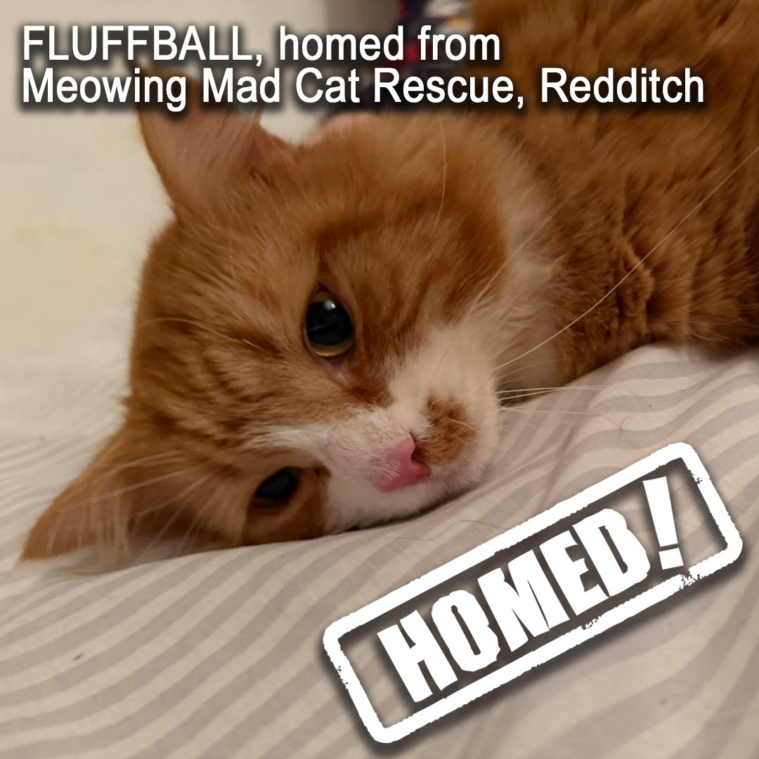 Fluffball, a semi-longhaired ginger-and-white cat who has been homed from Meowing Mad Cat Rescue in Redditch.

In the photo, he is lying down and resting his head on a grey-and-white striped sheet.