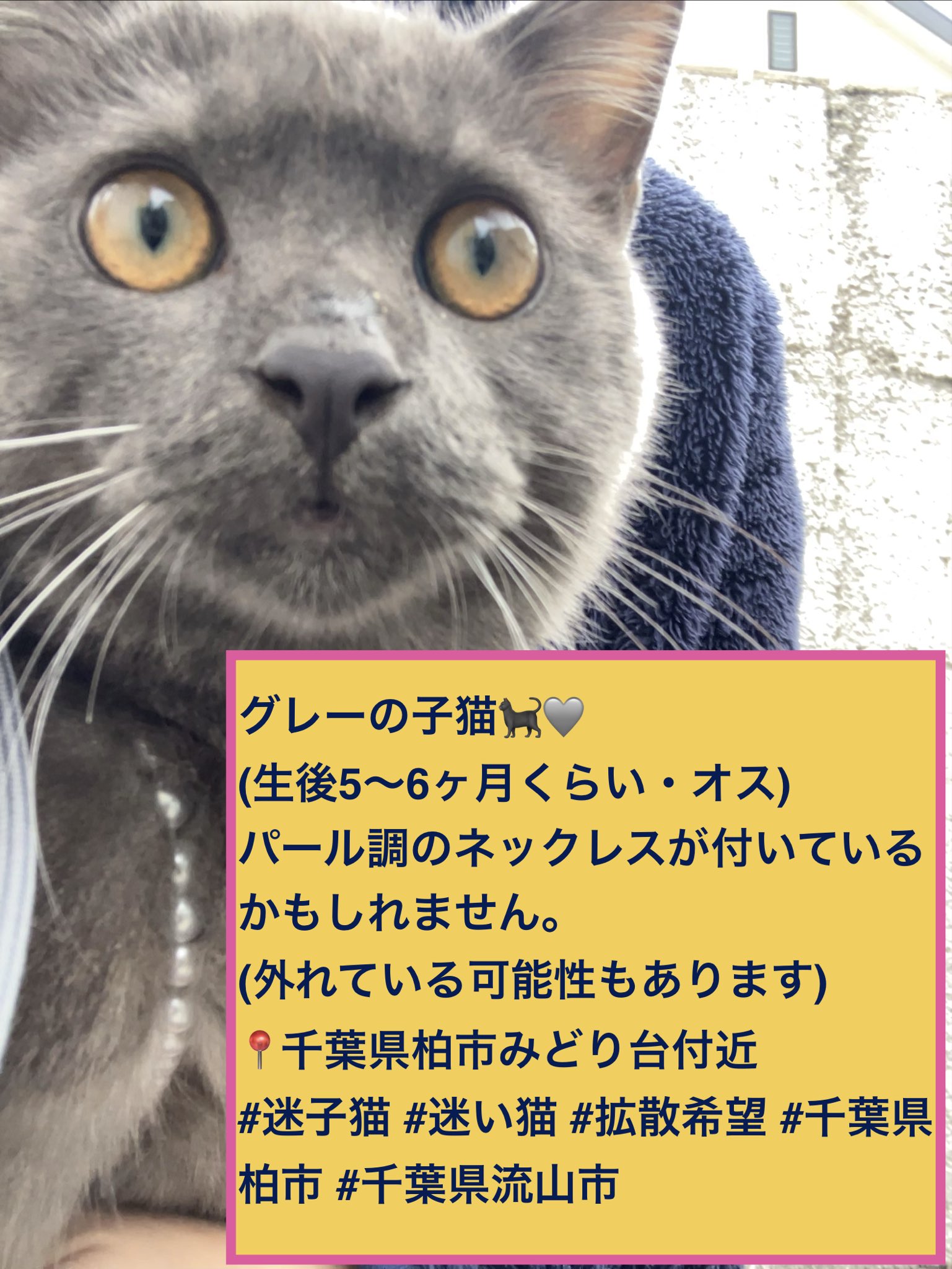 グレーの子猫を捜索中です。生後5〜6ヶ月くらい・オス。パール調のネックレスが付いているかもしれません。(外れている可能性もあります)千葉県柏市みどり台付近。#迷子猫 #迷い猫 #拡散希望 #千葉県柏市 #千葉県流山市