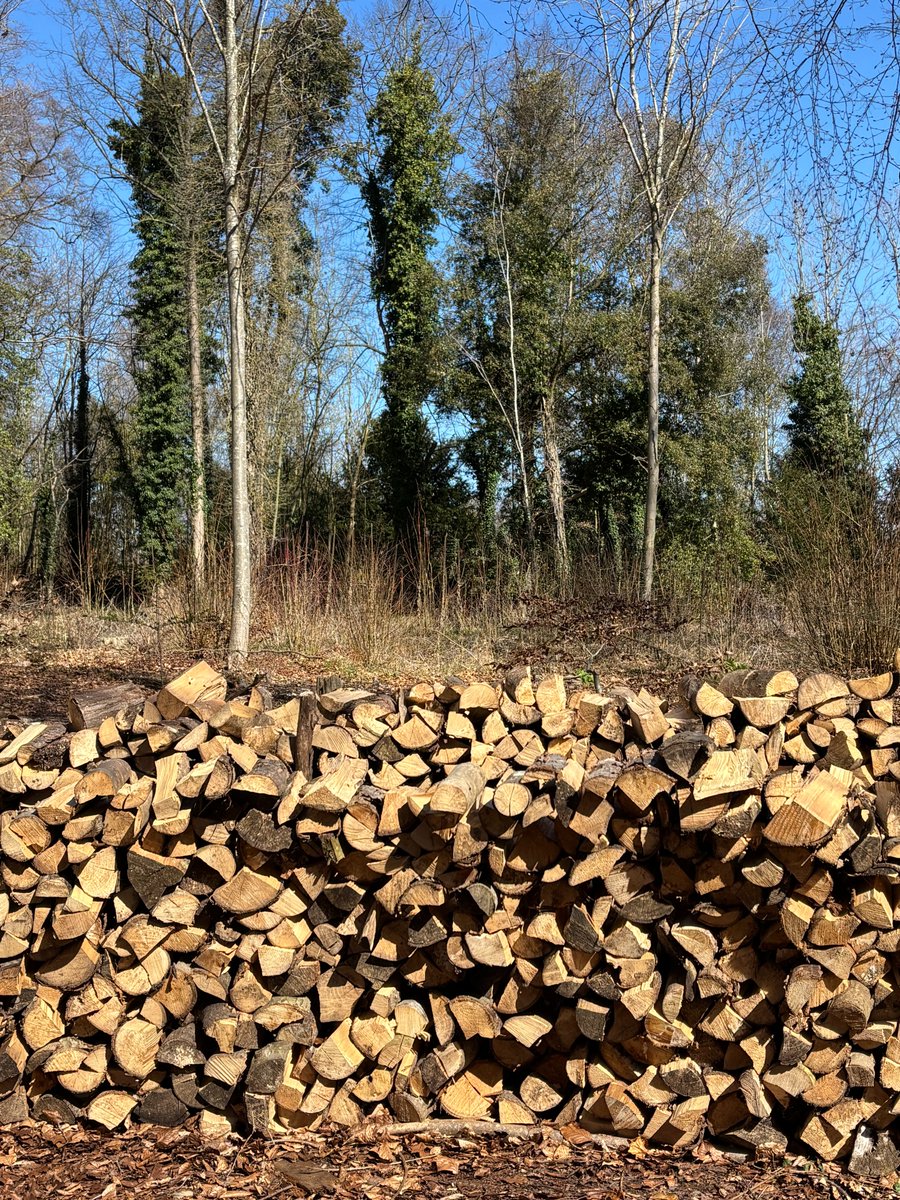 Layers of recently chopped firewood logs in a woodland setting, with tall trees and foliage beyond, under a clear blue sky
