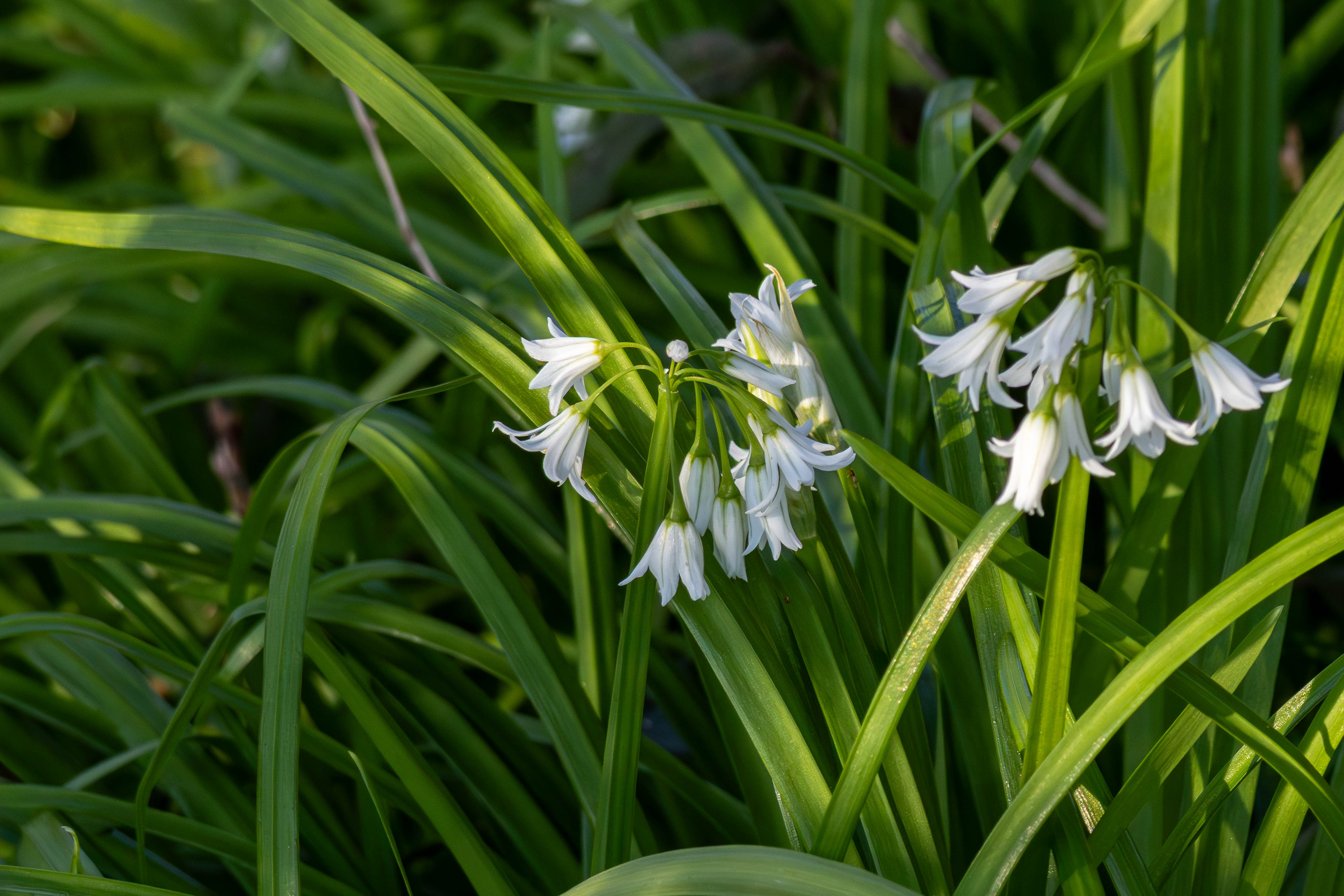 Photograph of three-cornered leek or garlic (Allium triquetrum) plant flowering at the edge of Caesar's Camp, Farnham, Surrey, UK, 19 March 2026.