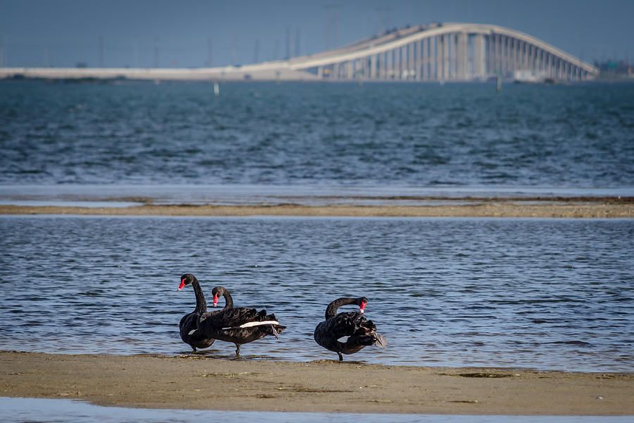 Three black swans that don't belong in our area of south Texas made the local news and so glad they did. Even happier that they were still there when I left the island and went OTB,over the bridge, to find them! We have many winter migratory birds but these are not on that list so this was a very rare and delightful sighting!
The swans are on the shoreline of the Intracoastal Waterway.  In the distance is the causeway road leading to a tall bridge that spans the deepest part of the water.  Photography by Debra Martz