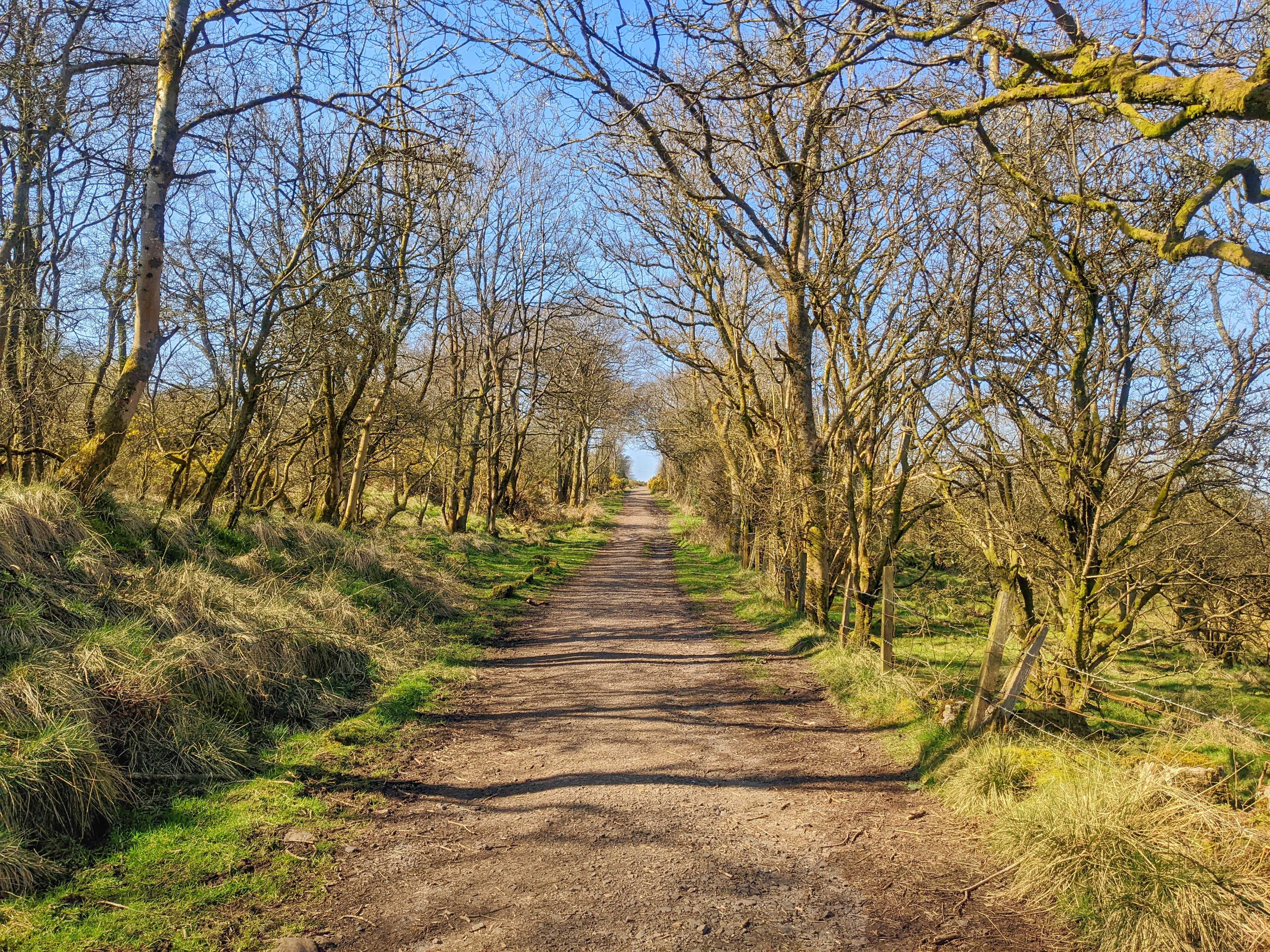 An unmade road through a forest with leafless trees under a clear blue sky.
