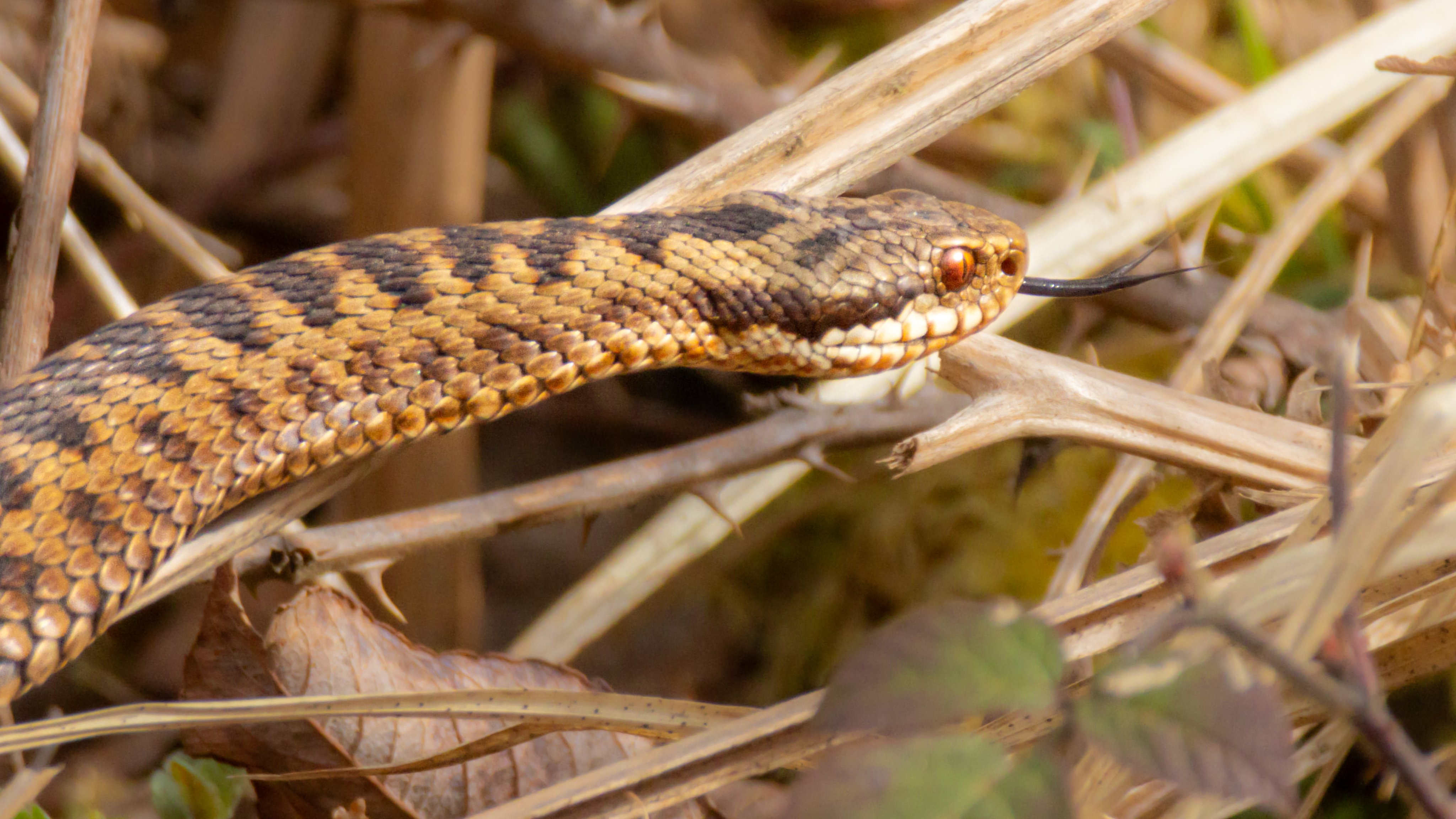 Photograph of female adder snake (Vipera berus) flicking tongue, Caesar's Camp, Farnham, Surrey, UK, 6 April 2024.