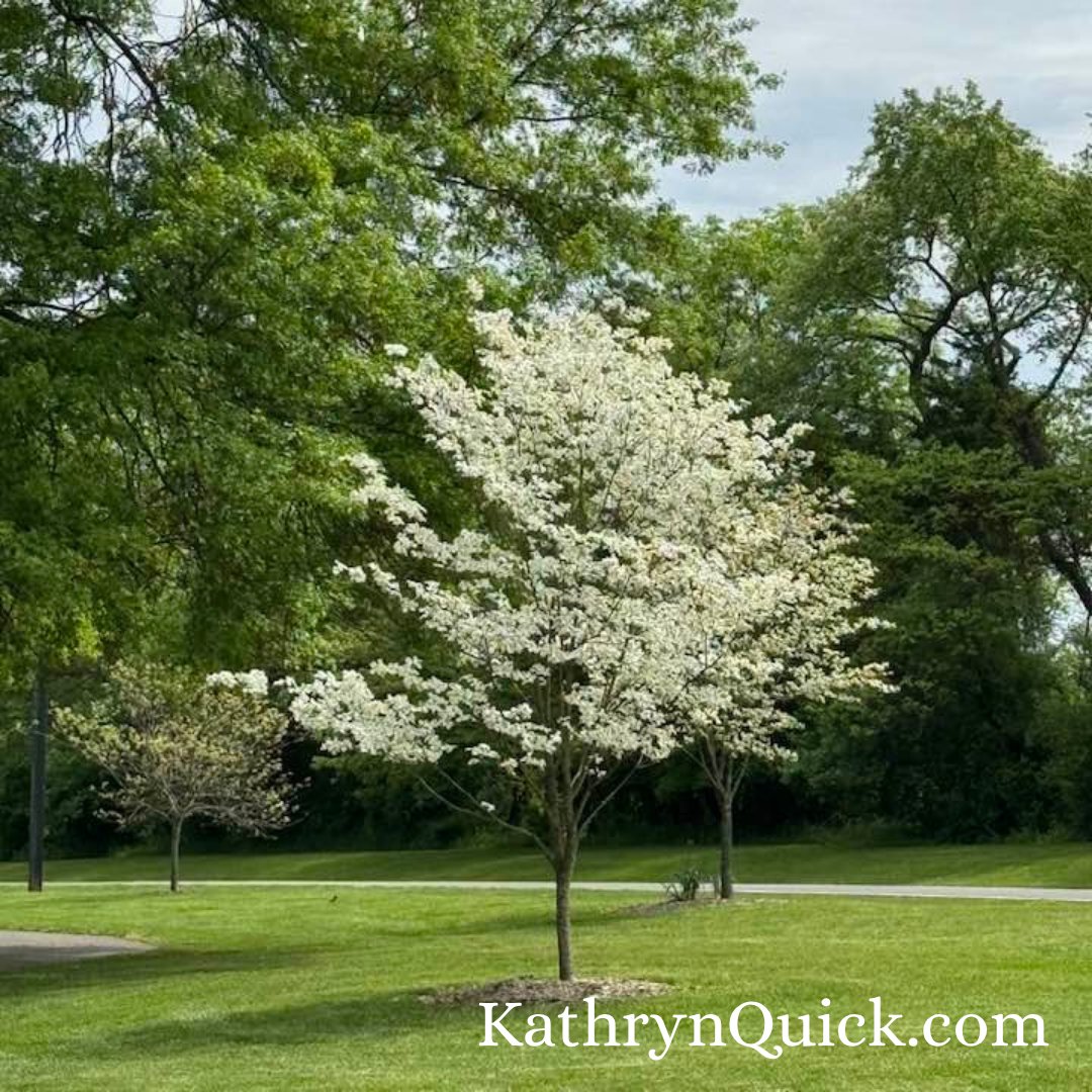 Photo of a blossoming tree in spring time in a park. Photo by Kathryn Quick.

Spring may have arrived, but the cold temperatures come back! How's the weather near you?

#spring #cold #weather #amwriting #amreading #kathrynquickbooks #kathyequickbooks www.kathrynquick.com