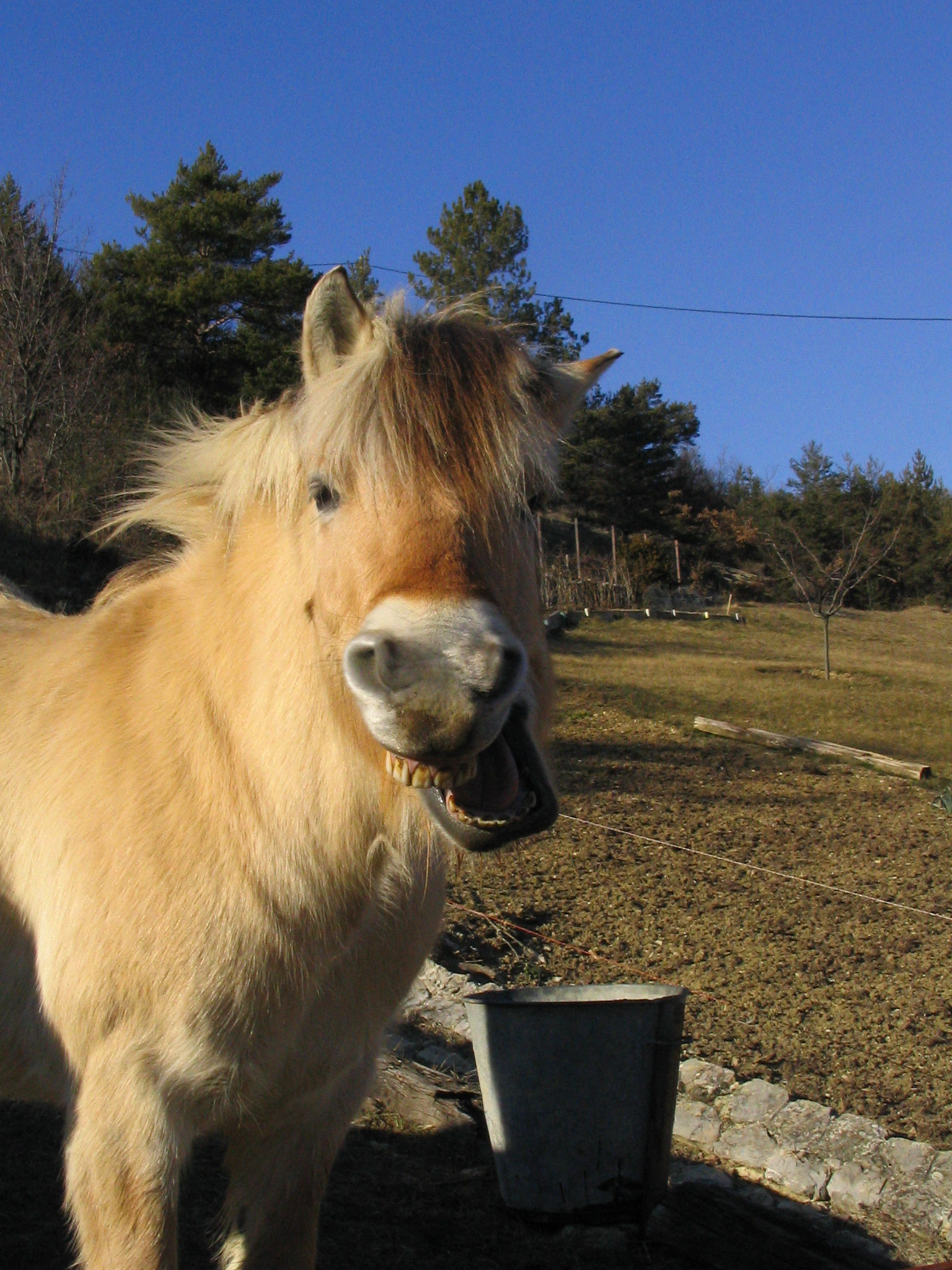 Iver (1996-2014), cheval fjord dont j'étais la plus noble conquête.