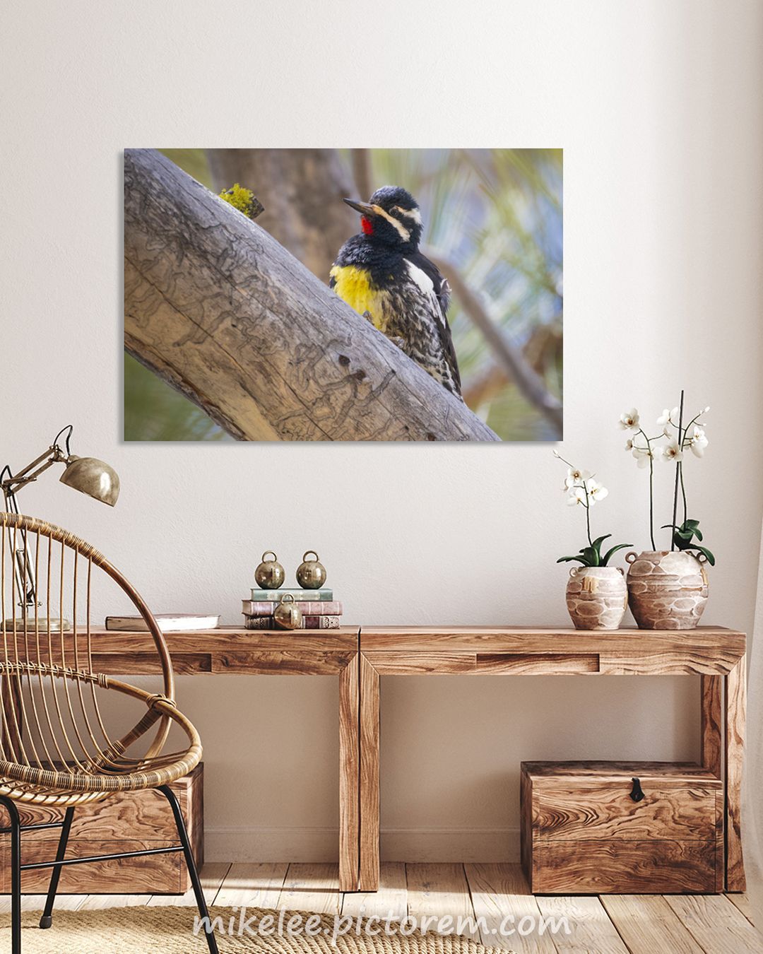 Male Williamson's sapsucker clinging to a weathered dead pine branch at Kyburz Flat, Sierra County, California. The bird's plumage is boldly patterned — black back and head, white facial stripes, red throat patch, and yellow belly visible against the pale gray wood. The close framing and shallow depth of field put the bird's markings in sharp relief while the background softens to warm, muted tones. The sapsucker paused briefly on the branch, enough for this frame, before resuming the restless, stop-and-go movement typical of woodpeckers working a tree. The dead pine snag where this bird was found showed existing woodpecker excavations, and the Williamson's was an unexpected visitor — the northern flicker that had been using the snag was the original quarry. Males and females of this species look so different they were historically described as two separate species.