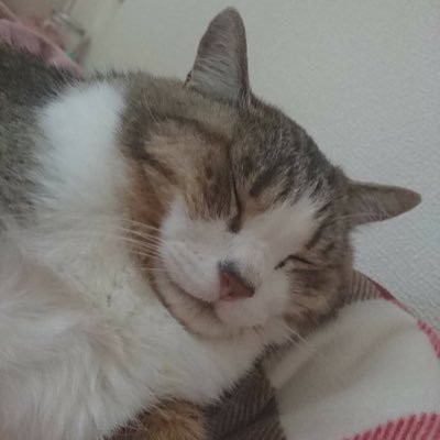 スーパーもえニャン