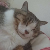 スーパーもえニャン