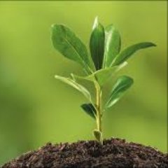 International Research Journal of Plant Science