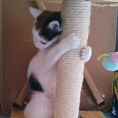 猫代　植花(ねこよ　しょっかー)