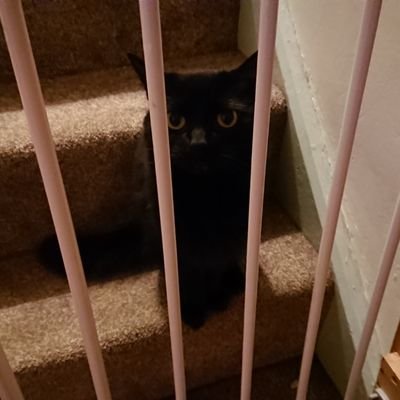 Saturn's Cat #solidarity #iorestoacasa 🇪🇺🕯️