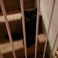 Saturn's Cat #solidarity #iorestoacasa 🇪🇺🕯️