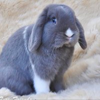 Notahappybunny.com