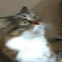 Nate 🅱️cElfresh