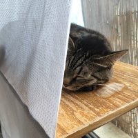 極端流形式仕様 初代𝕍𝕚𝕖𝕟𝕟𝕒𝕋𝕒𝕝𝕜𝕖𝕣