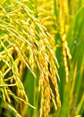 Food and Civil Supplies