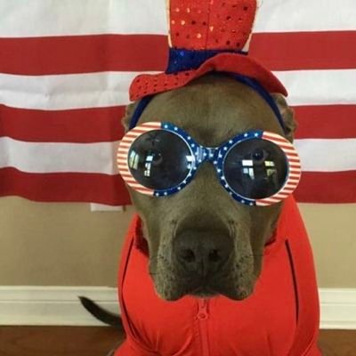 Bow-WOW 🐾🇺🇸