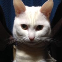 力ツ丼@ちぃさんの下僕