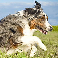 Australian Shepherd Lovers