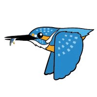 カワセミとの出会い