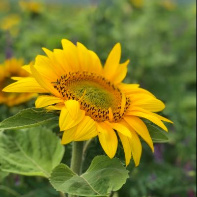 NORIKO@グリーン＆ピースクリエーター