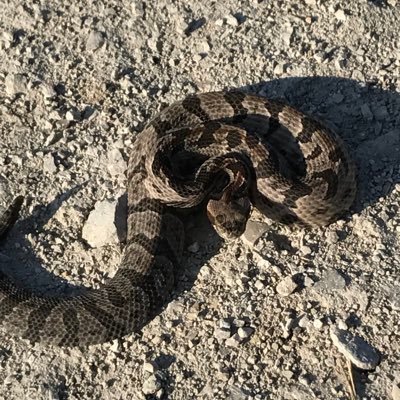 OU Owns Texas In Football and Softball.