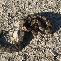 OU Owns Texas In Football and Softball.