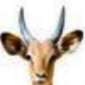 The Kasaan Times (Deutsche Ausgabe)