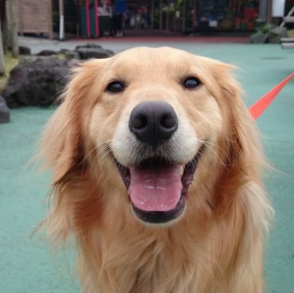 わんわんにゃんにゃん