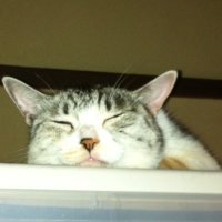 オヤすもん🐾六尺一寸子猫法師©︎