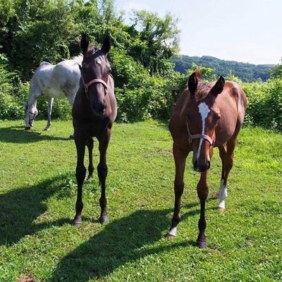 きのこ(ソフトスタッフSKY)