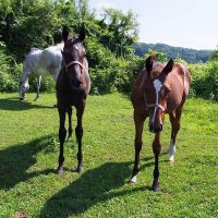 きのこ(ソフトスタッフSKY)