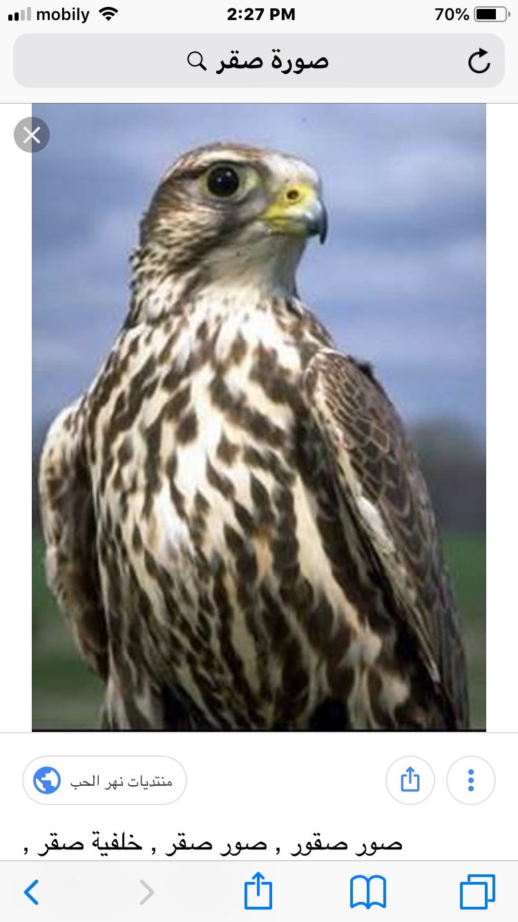 SAGR المراقب ( الصقر )