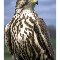 SAGR المراقب ( الصقر )