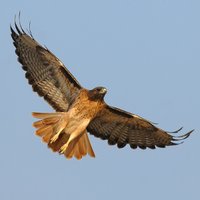HAWK1