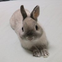 たっつぁん🐰