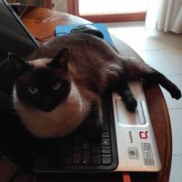 Francesco D 🇮🇹🐱🐶 CDX addio,non mi fregate più.