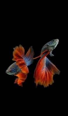 Fransje 🇳🇱🇺🇲🇲🇺🏴󠁧󠁢󠁳󠁣󠁴󠁿🇧🇻🇨🇦🌾