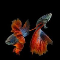 Fransje 🇳🇱🇺🇲🇲🇺🏴󠁧󠁢󠁳󠁣󠁴󠁿🇧🇻🇨🇦🌾