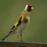 🇩🇿🇹🇳🇲🇦 الفتح 🇨🇦🇫🇷🇵🇸