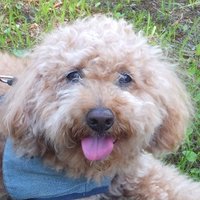 自宅警備員見習い（winding)