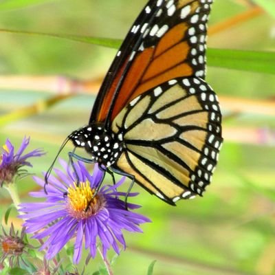 Silly Grandma☮️☪️🕎✝️🇨🇦🇺🇸