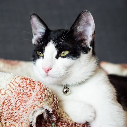 ikikediannesi 🇹🇷