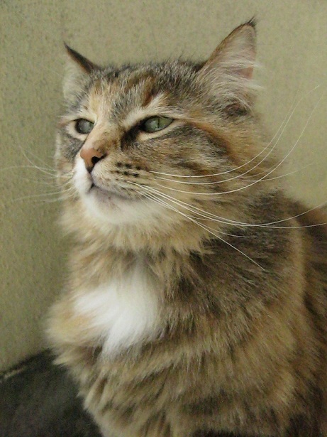 カレリア🫧🍼🎀