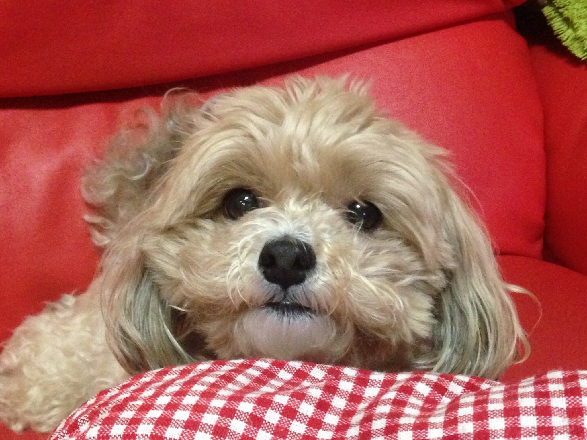 えみ@みかん民🍊ハコ推🐺💖