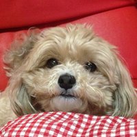 えみ@みかん民🍊ハコ推🐺💖