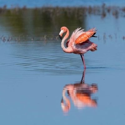 Jeannie Rogers 🦋🦩🌺🕊️🌊🩵🌊