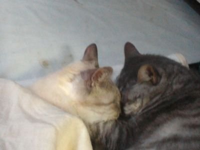 みやちゅん(Bocca chiusa中)